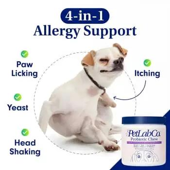 Dog Ad